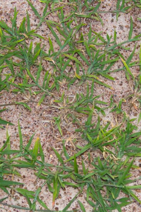 If you own a home in an area with a lot of sandy soil, you may need to know what grass to establish in your yard. This pin leads to 5 different grasses that grow in sand soil. How To Grow Grass In Sandy Soil, Landscape Ideas For Sandy Soil, Sandy Yard Ideas, Plants For Sandy Soil Landscapes, Growing Grass In Sandy Soil, Sandy Yard Landscaping, Sandy Backyard Solutions, Sandy Soil Landscaping, Plants That Grow In Sand