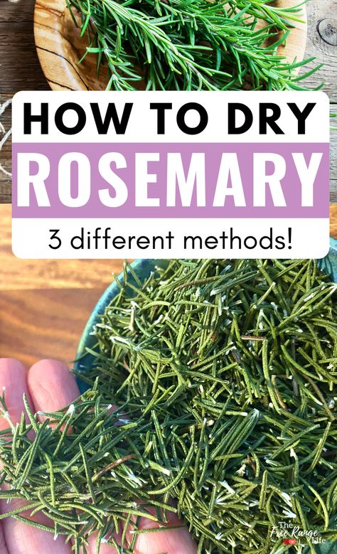 Do you have a garden full of rosemary? Learn how to dry rosemary using 3 different methods: electric dehydrator, air dry and the oven. As well as how to store your dried rosemary and how to use it! Dry Rosemary, Survival Preparedness, Food Dehydration, Dried Rosemary, Preserving Herbs, Dry Herbs, Dehydrated Foods, Recipes Learn, Victory Garden