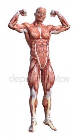 Human Anatomy Female, Human Muscle Anatomy, Human Anatomy Reference, Anatomy Images, Skeleton Anatomy, Male Anatomy, Man Anatomy, Anatomy Sculpture, Human Body Anatomy