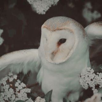 #aesthetic Owl Aesthetic, Flowers, White