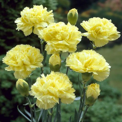 Carnation Yellow (dianthus caryophyllus) - Disdain Carnation Plants, Dianthus Caryophyllus, Yellow Carnations, Carnation Flower, Language Of Flowers, Fragrant Flowers, All Flowers, Pink Beige, Flower Seeds