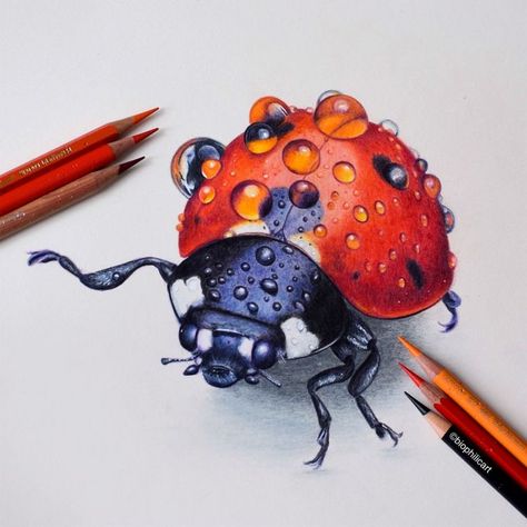 Colored Pencil Artwork Ideas, Beautiful Pencil Drawings, Color Pencil Sketch, Prismacolor Art, Colored Pencil Artwork, Colored Pencil Set, Insect Art, Colored Pencil Drawing, Realistic Art