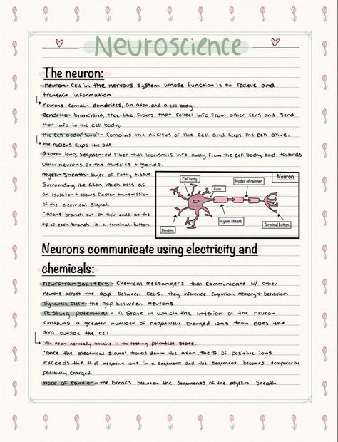 Neuron Notes Nervous System, Neurosurgeon Study Notes, Neurosurgeon Aesthetic Notes, Neuropsychology Student, Neuroscience Notes, Neurology Notes, Neurology Aesthetic, Psych Notes, Brain Anatomy And Function