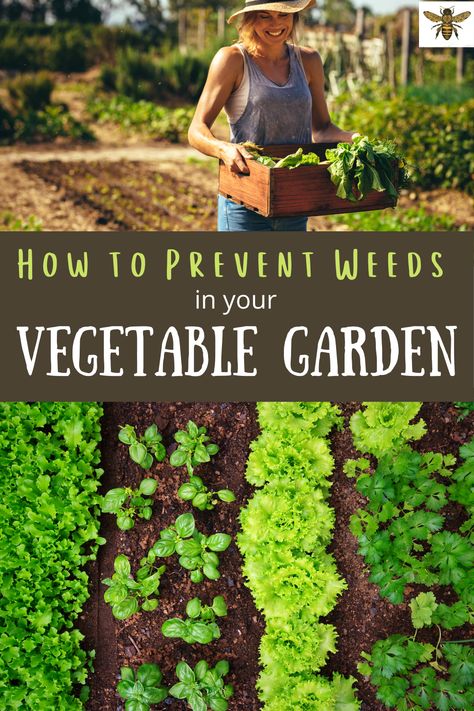 How To Prevent Weeds In Garden, Weedless Garden Ideas, Garden Preservation, Gardening Website, Garden Techniques, Vegtable Garden, Garden Tricks, Love Your Garden, Vegetable Garden For Beginners