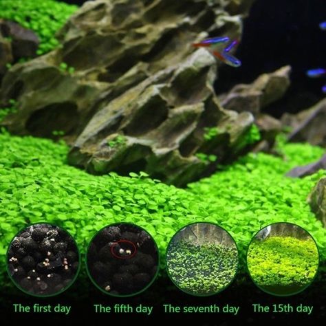 Fish Tank Wall, Green Pond, Freshwater Aquarium Plants, Live Aquarium Plants, Water Grass, Fish Tank Plants, Aquarium Accessories, Plant Seeds, Terrarium Plants