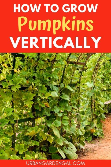 Growing pumpkins vertically is a great space saver in the garden. Here's how to grow pumpkins in a vertical garden | vegetable garden. #vegetablegarden #verticalgarden Vertical Pumpkin Patch, Growing Mini Pumpkins, Growing Pumpkins On A Trellis, Pumpkin Vertical Growing, How To Grow Pumpkins, Pumpkin Trellis, Vertical Garden Plants, Vertical Vegetable Gardens, Pumpkin Vine