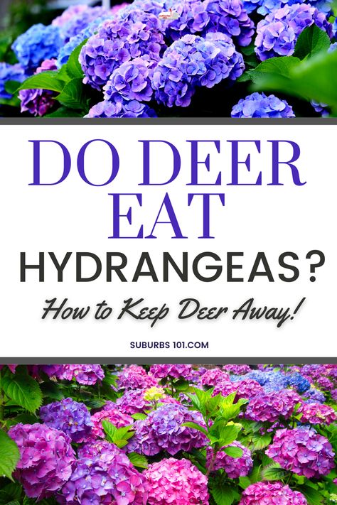 Do deer eat hydrangeas? If so, you might be looking for effective deer-resistant tips to repel deer and keep them away from your hydrangeas. One of the most common challenges faced by gardeners is protecting their hydrangeas from being eaten by deer. Fortunately, there are deer-resistant tricks that you can try to protect your flower garden. By planting certain types of perennial plants, using natural deer repellents, and installing physical barriers, you can keep deer away from your garden. Natural Deer Repellent For Plants, Deer Resistant Flower Beds, Deer Resistant Flowers Perennials, Deer Proof Flowers, Plants Deer Hate, Deer And Rabbit Resistant Perennials, Full Sun Deer Resistant Perennials, Flowers That Deer Will Not Eat, Deer Deterent Plants