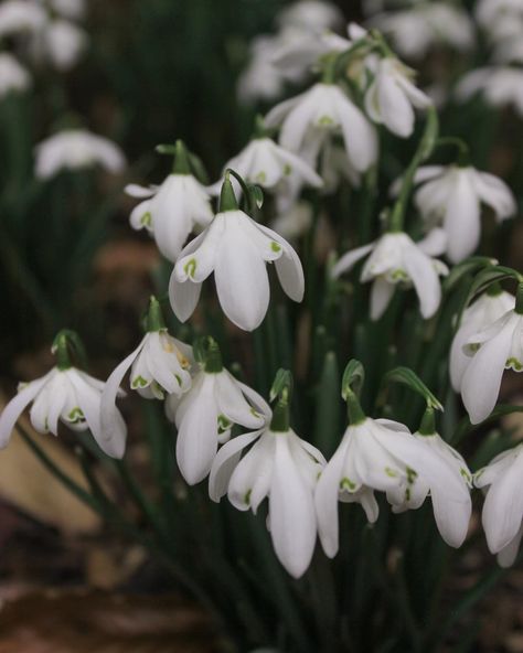 Snowdrop season at Anglesey Abbey 🤍 I’ve been very quiet on here but lots still happening on my blog! There’s a snowdrop guide on there if you’re looking for somewhere to see these early spring blooms. Lots of other springtime guides as well if you’re wanting to plan ahead! . . #snowdrops #angleseyabbey #nationaltrust #greatbritishgardens Snowdrops Aesthetic, Snowdrop Flower Aesthetic, Lunar Garden, Snowdrops Flower, Flower Snowdrop, Alyssa Targaryen, Anglesey Abbey, Snow Drops Flowers, Bee Friendly Flowers