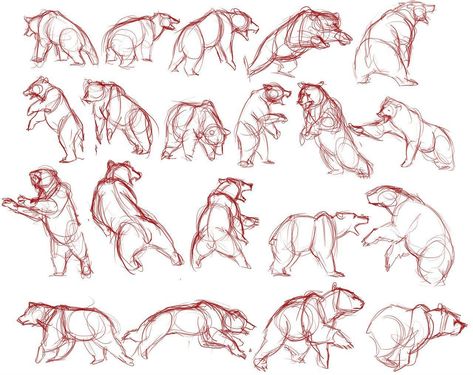 Bear Reference, Bear Character Design, Face Studies, Animal Poses, Bear Sketch, Animal Drawings Sketches, Bear Drawing, Animal Study, Gesture Drawing