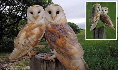 Owls about that! Pair of nesting barn owls pose up together on wooden fence-post  for wildlife photographer. A wonderful story. Wooden Fence Posts, Two Owls, Beautiful Owls, Barn Owls, Fence Wall, Animal Fun, Fencing Ideas, Owl Pictures, Beautiful Owl