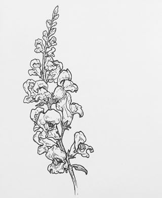 Snapdragon Tattoo, Snapdragon Flowers, Garden Tattoos, Floral Tattoos, Family Tattoo, Doodle Tattoo, Spooky Tattoos, Flower Sketches, Aesthetic Tattoo