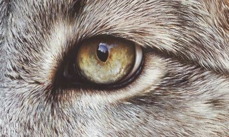 Eye Close Up Drawing, Close Up Drawing, Book Aestethic, Animal Close Up, Eye Study, Wolf Eyes, Eye Close Up, Drawing Eye, Drawing Animals