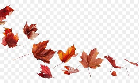 Fall Leaves Cutout, Autumn Png Aesthetic, Fall Leaves Falling, Kazuha Aesthetic, Fall Leaves Aesthetic, Fall Overlay, Falling Autumn Leaves, Autumn Leaves Falling, Fall Leaves Png