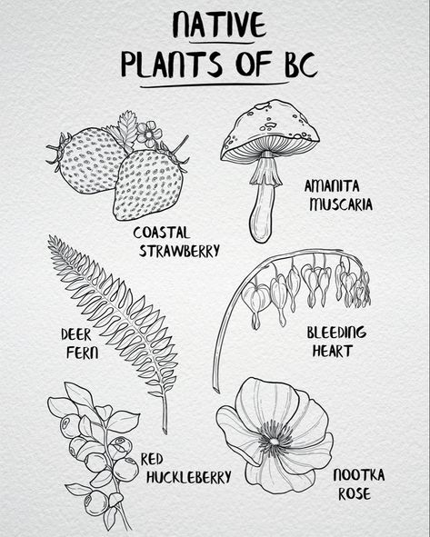 British Columbia plants native to the province in Canada lineart botanical poster Pnw Plants, Pnw Art, Plant Sketches, Plant Tattoo, Work Art, Painting Collage, Botanical Poster, Plant Drawing, Nature Drawing