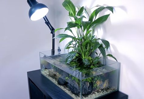 Betta Aquarium, Fish Tank Ideas, Peace Lily, Fish Tanks, Aquascaping, New Video, Marine Life, Fish Tank, House Plants