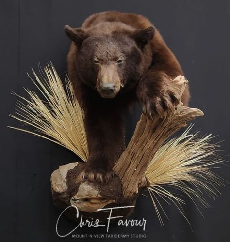 BEARS Black Bear Taxidermy Ideas, Black Bear Taxidermy, Bear Taxidermy, Black Bear Hunting, Outdoor Shooting Range, Hunting Cabin Decor, Bear Mounts, Hunting Room, Bear Hunting