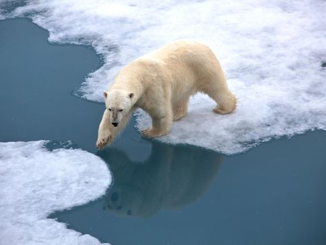 'Crazy, crazy stuff': Arctic has warmest winter on record as climate change fears increase | The Independent Polar Ice Caps Melting, Polar Bear On Ice, Arctic Landscape, Sea Ice, Facts For Kids, Blue Ball, Wildlife Conservation, Polar Bears, Open Water