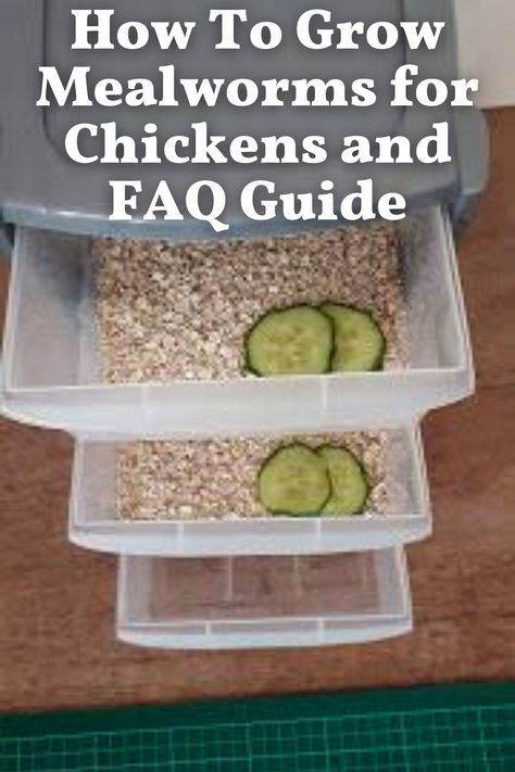 Growing Worms For Chickens, Growing Meal Worms, How To Feed Chickens For Free, Mill Worms Raising, Up And At Em, Feeding Eggshells To Chickens, What To Grow To Feed Chickens, Worm Farm For Chickens, Grow Your Own Mealworms