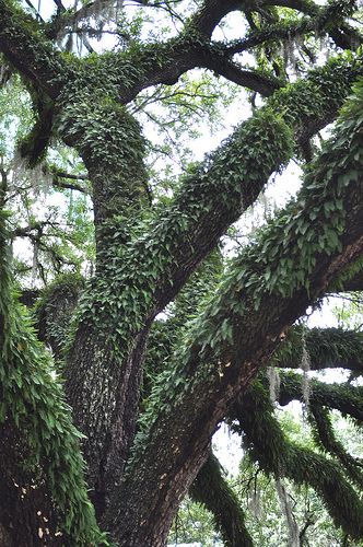 Resurrection Fern | Flickr - Photo Sharing! 8a Gardening, Resurrection Fern, Florida Gardening, Florida Sunshine, Tallahassee Florida, Vertical Gardens, Deep Roots, Unusual Plants, Live Oak