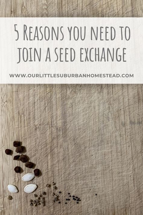 A seed exchange is a wonderful resource for any gardener that has heirloom seeds the want to exchange and is looking for other seeds. Here are 5 reasons why you should consider joining one today! #seedexchange #heirloomseeds #microhomestead Seed Exchange Ideas, How To Dry Seeds For Next Year, How Seeds Travel, Southern Exposure Seed Exchange, Saving Seeds For Next Year, Suburban Farmhouse, Seed Exchange, Seeds Gifts, I Did A Thing