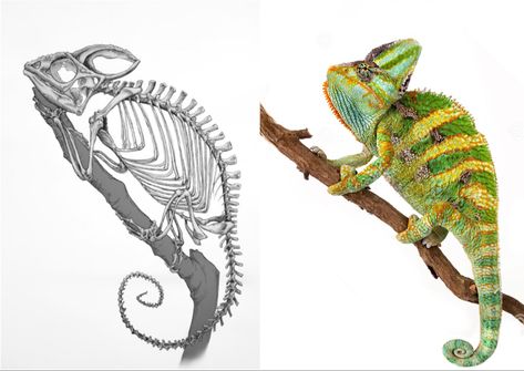 Animal Skeleton Tattoo Ideas, Reptile Skeleton, Chameleon Skeleton, Vet Anatomy, Creature Anatomy, Chameleon Tattoo, Chameleon Art, Skeleton Drawings, Animal Skeletons