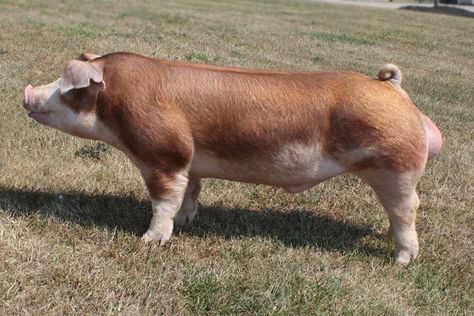 Hereford Pig. A boar. Hereford Pigs, Hampshire Pig, Three Little Pig, Pig Breeds, Hereford Cattle, Farming Ideas, Cute Piglets, Showing Livestock, Pig Art