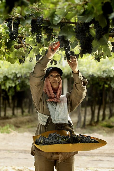 hand-picked grapes, Mendoza  Argentina Grape Picking, Grapes And Cheese, Wine Vineyards, Wine Photography, Grape Harvesting, Argentina Travel, Wine Time, Wine Region, People Of The World