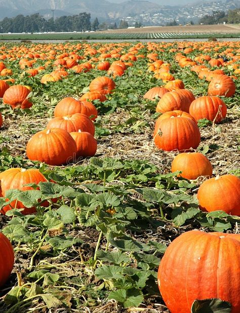 Insta Games, Pumpkin Photography, Agriculture Photography, Pumpkin Field, Farming Life, Calm Art, Farm Living, Thanksgiving Images, Pumpkin Patches