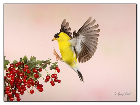 American Goldfinch in Flight-Plugging into the Current.....er, - Digital Grin Photography Forum Yellow Bird Tattoo, Finch Tattoo, Tattoo Leo, Currant Bush, Leo Constellation Tattoo, Yellow Finch, Gold Finch, American Goldfinch, Finches Bird