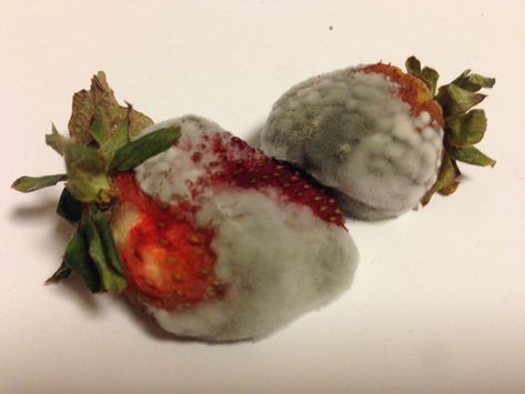 Halloween Inspiration, Strawberries, To Look, Halloween Decorations, The Year, This Year, Halloween, Funny, Green