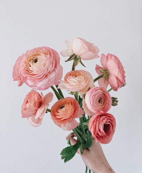 January Flowers, Ranunculus Centerpiece, Plant Knowledge, Wedding Flower Types, Ranunculus Garden, Ranunculus Boutonniere, Ranunculus Wedding, Peach Ranunculus, Floral Design Business