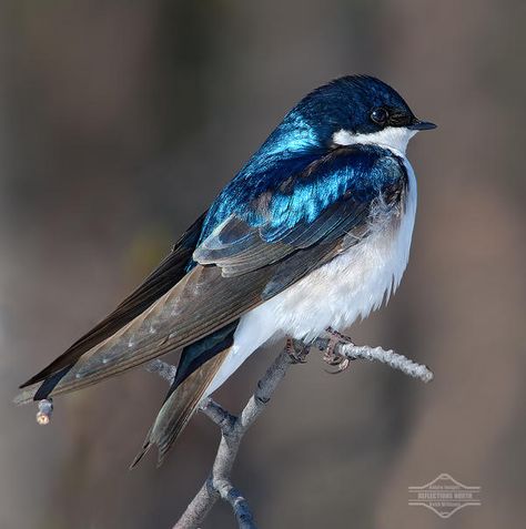 Tree Swallow, Bird Sitting, Airbrush Art, Bird Pictures, Pretty Birds, Bird Photo, Colorful Birds, Little Birds, Small Birds