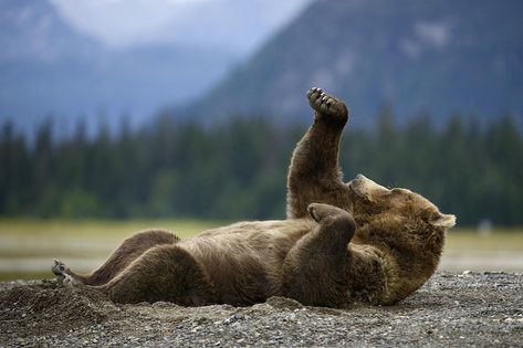 Usain Bolt Pose, Cinnamon Bear, Photo Ours, Lazy Bear, Brown Bears, Bear Pictures, Love Bear, Bear Art, Grizzly Bear