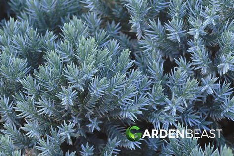 Blue Star Juniper Guide: How to Grow & Care for “Juniperus Squamata ‘Blue Star'” Blue Star Juniper Shrub, Juniperus Squamata Blue Star, Blue Point Juniper, Juniper Shrub, Juniperus Squamata, Juniper Plant, Blue Star Juniper, Juniper Bush, Limestone Patio