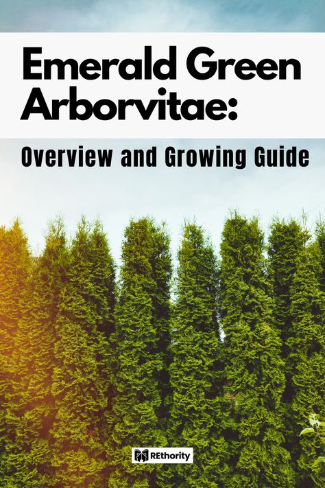 Emerald Green Arborvitae Smaragd, Arborvitae Emerald Green, Emerald Arborvitae Landscaping, Emerald Green Arborvitae Landscaping, Emerald Arborvitae, Arborvitae Landscaping, Green Giant Arborvitae, Giant Arborvitae, Emerald Green Arborvitae