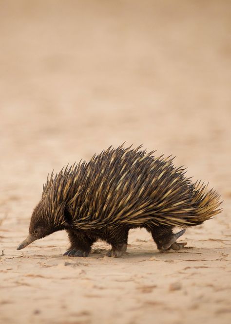 Echidna Tattoo, Echidna Animal, Echidna Drawing, Echidna Mythology, Echidna Illustration, Australia Drawing, Australian Marsupials, Australia Animals Scary, Australian Mammals