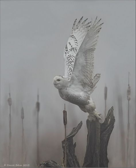 Snowy Owl Launching in the Foggy Mist - Daniel Behm  Absolutely STUNNING! Snow Owl, Beautiful Owl, Snowy Owl, Alam Yang Indah, Birds Of Prey, Bird Feathers, Beautiful Creatures, Beautiful Birds, Animals Beautiful