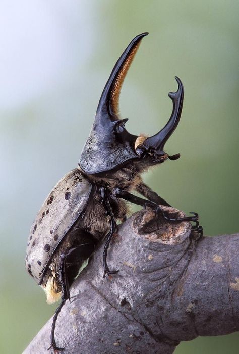 Rhinoceros Beetle, Rhino Beetle, Photography Examples, Cool Insects, Insect Photography, Beetle Insect, Cool Bugs, A Bug's Life, Beautiful Bugs