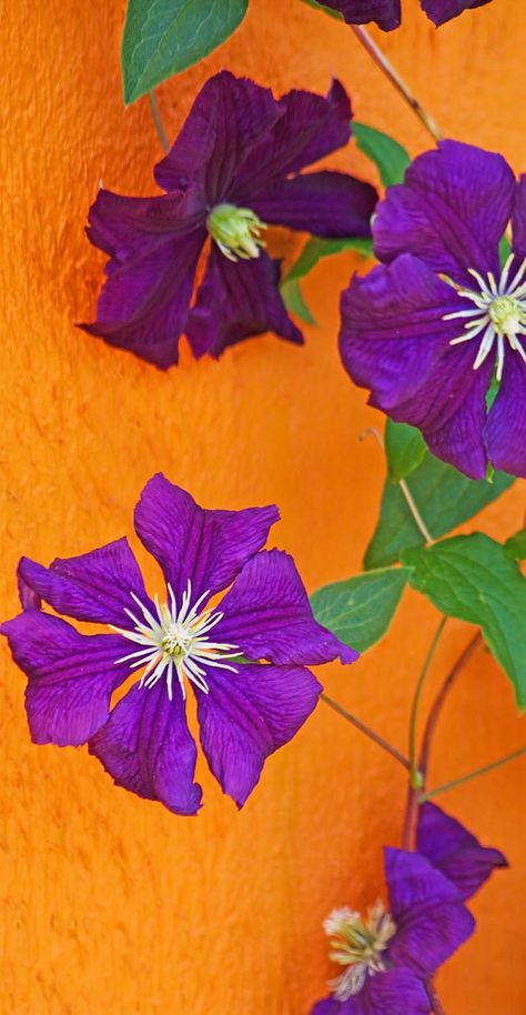 Color Duos, Purple Clematis, Spring Mood, Orange Walls, Colour Inspiration, Art Et Illustration, Bright Spring, All Things Purple, Summer Color