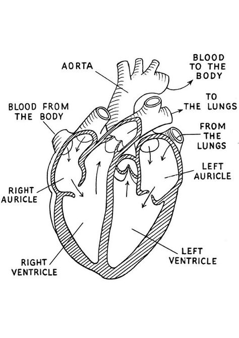 Human Heart Diagram, Heart Diagram, Anatomy Coloring Book, Kedokteran Gigi, Nurse Study Notes, Heart Anatomy, Medical Student Study, Nursing School Survival, Heart Coloring Pages