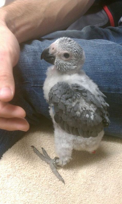 Cats and dogs are awesome, no doubt. But I think there is something really special about a baby African Grey that comes with a 60+ year commitment. <3 Gray Parrot, Parrot Wallpaper, Dodo Bird, Animals Tattoo, Tattoo Nature, Grey Parrot, Baby Birds, Funny Parrots, Crazy Bird