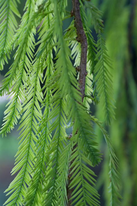 Cypress Leaves, Days Of Creation, Zen Bedroom, Tree Spirit, Nature Spirits, Tattoo Project, Cypress Trees, Botanic Garden, Bath Decor