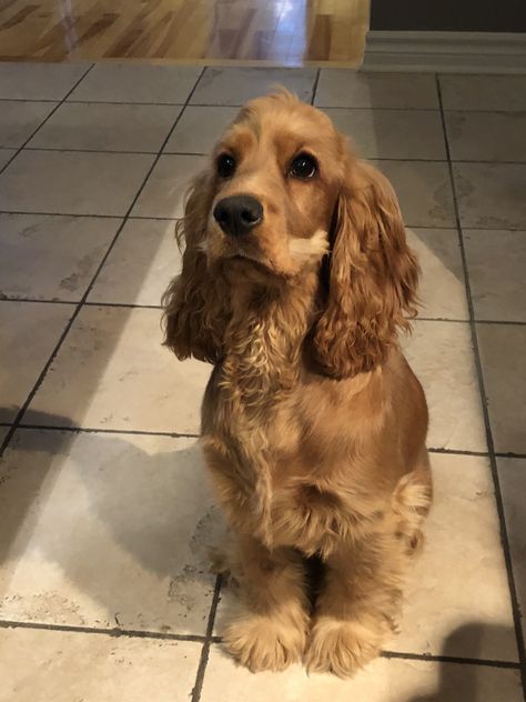 Cocker Spaniel Haircut, Golden Cocker Retriever, Golden Cocker Spaniel, Puppy Fever, Spaniel Breeds, Cocker Spaniel Puppies, Cocker Spaniel Dog, English Cocker, English Cocker Spaniel