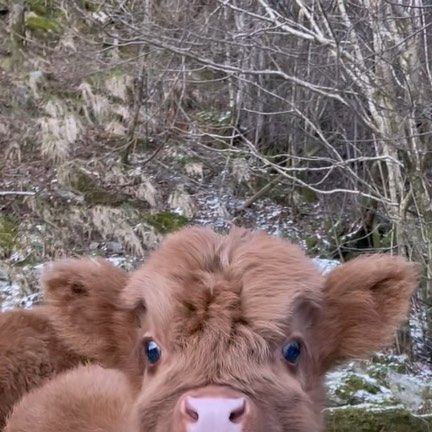 Fluffy Baby Cows, Cute Highland Cows, Baby Fluffy Cows, Fluffy Mini Cow, Cute Fluffy Cows, Baby Cows Fluffy, Cute Highland Cow, Highlander Cows, Fluffy Cow