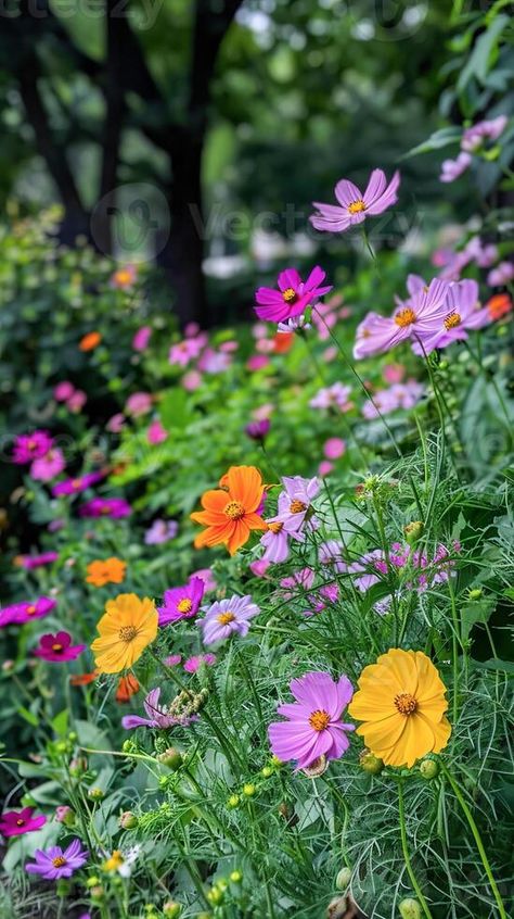 AI generated Vibrant Array of Cosmo Flowers Blooming in a Lush Garden During Springtime Cosmo Garden, Cosmo Flowers, Cosmo Flower, Cosmos Flowers, Flowers Blooming, Tree Saw, Wedding People, Heart Tree, Cityscape Photos