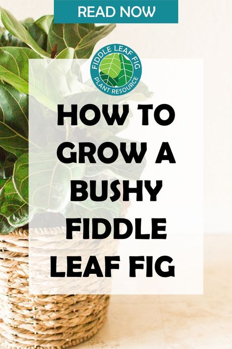 While the fiddle leaf tree shape is popular, a lot of fiddle fans actually prefer their fiddles more bush-shaped. We think both are beautiful, but we wanted to give the bushy fiddles some attention! You can find lots of information about cultivating a tree-shaped fiddle leaf fig, but what if you’re going for the more bushy look? In this article, we’ll show you how to get that lush, thick foliage you’re after. Fig Bush, Fig Leaf Tree, Fiddle Leaf Fig Care, Fiddle Fig Tree, Fiddle Tree, Dream Garden Backyards, Fiddle Leaf Tree, Fig Plant, Fiddle Fig