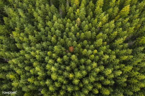 Forest Top View, Green Nature Landscape, Aerial Views Landscape, Trees Top View, About Trees, River Forest, Basic Drawing, Green Forest, Tree Tops