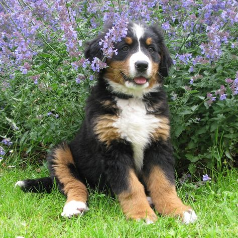 berner sennen Bernese Mountain, Life Moments, Bernese Mountain Dog, Mountain Dogs, Dream Life, Dachshund, Pinterest Likes, Vision Board, Puppies