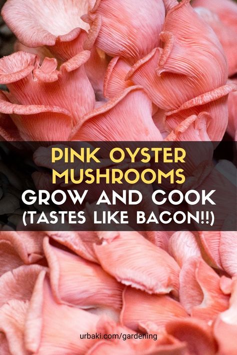 How To Cook Pink Oyster Mushrooms, Pink Mushroom Recipe, How To Grow Oyster Mushrooms, Pink Oyster Mushroom Recipe, Oyster Mushroom Cultivation, Growing Mushrooms Indoors, Pink Oyster Mushroom, Fruit Clusters, Types Of Oysters