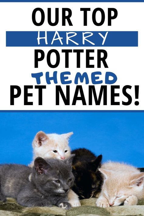 Harry Potter Names Pets, Harry Potter Pet Names, Harry Potter Cat Names, Harry Potter Dog Names, Harry Potter Names, Baby Pet Names, Harry Potter Cat, Harry Potter Dog, Harry Potter Pets